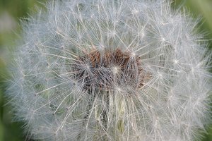 Systemkameraforum DSC02623  Nex 5r + Elicar 2,5 90mm psf (c) PPf.jpg