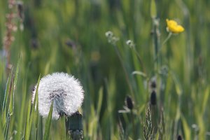 Systemkameraforum DSC02627  Nex 5r + Tair 4,5 300mm (c) PPf.jpg