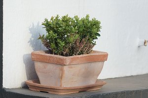 SKF DSC02644  Nex 5r + Tair 4,5 300mm (c) PPf.jpg