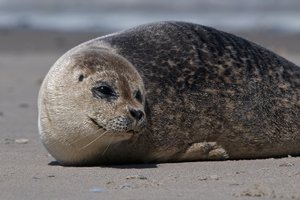 20140503_1886helgoland_Seehund01 Phoca vitulina.JPG