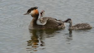 comp_DSC_2719.jpg comp_DSC_2719.jpg