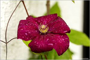 Clematis_4373.jpg
