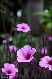 Jardi Marimuta-Blanes 02.jpg