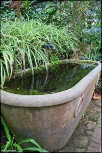 Jardi Marimuta-Blanes 07.jpg