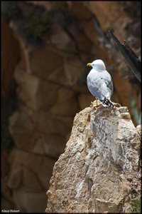 Jardi Marimuta-Blanes 14.jpg