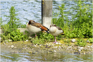 Nilgans_4441.jpg