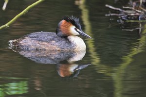 20140513_30Glücksburg_Haubentaucher01.JPG 20140513_30Glücksburg_Haubentaucher01.JPG