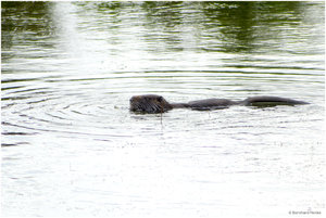 Nutria_4571.jpg Nutria_4571.jpg