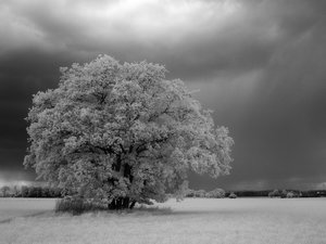 2014_05_11_SD15_IR850nm_0191_Baum_bei_Leetza_VarG_1200x900pix.jpg