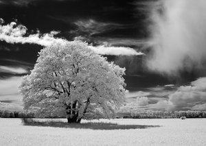 2014_05_11_SD15_IR850nm_0201_Baum_bei_Leetza_VarB_1200x849pix.jpg