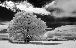 2014_05_11_SD15_IR850nm_0209_Baum_bei_Leetza_VarA_1200x750pix.jpg