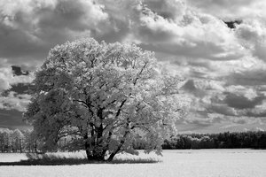 2014_05_11_SD15_IR850nm_0228_0231_Baum_bei_Leetza_VarA_1200x800pix.jpg