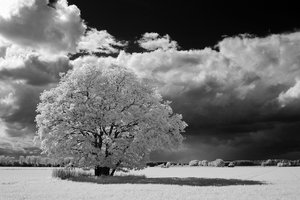 2014_05_11_SD15_IR850nm_0296_Baum_bei_Leetza_VarB_1200x800pix.jpg