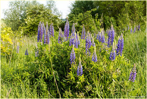 Lupine_4638.jpg