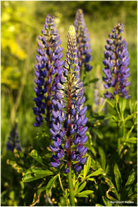 Lupine_4640.jpg