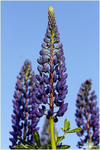 Lupine_4660.jpg