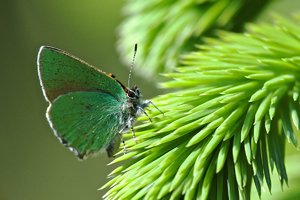 20140517_377jardelund_Grüner Zipfelfalter01 (Callophrys rubi)_01.JPG 20140517_377jardelund_Grüner Zipfelfalter01 (Callophrys rubi)_01.JPG