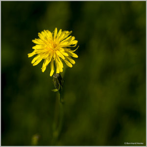 Habichtskraut_4691.jpg Habichtskraut_4691.jpg