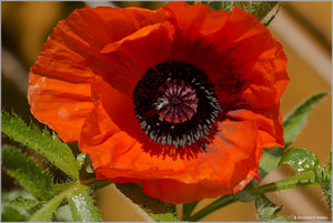 Mohn_4705.jpg