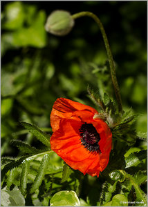 Mohn_4715.jpg