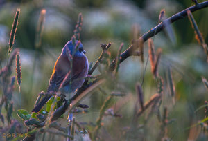 IMG_8821.jpg IMG_8821.jpg