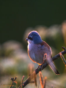 IMG_8883.jpg IMG_8883.jpg