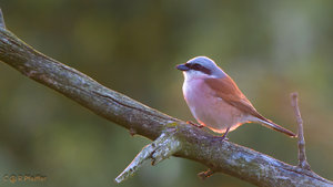 IMG_8982.jpg IMG_8982.jpg