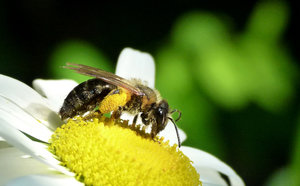 Biene mit Höschen.jpg