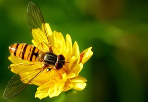 Schwebfliege.jpg Schwebfliege.jpg