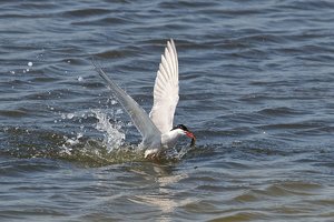 20140520_531sehlendorf_Fluß-Seeschwalbe (Sterns hirundo) -Commpn tern_02.JPG 20140520_531sehlendorf_Fluß-Seeschwalbe (Sterns hirundo) -Commpn tern_02.JPG