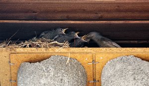 BF_SDIM6346 Kopie.jpg