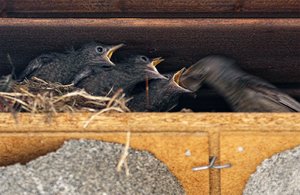 BF_Unbenannt-1 Kopie.jpg