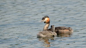 comp_DSC_2766.jpg comp_DSC_2766.jpg