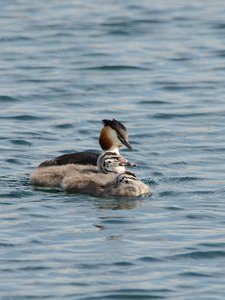 comp_DSC_2784.jpg comp_DSC_2784.jpg