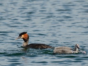 comp_DSC_2798.jpg comp_DSC_2798.jpg