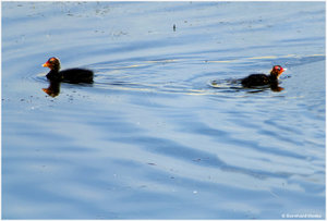 Blesshuhn_4672.jpg Blesshuhn_4672.jpg