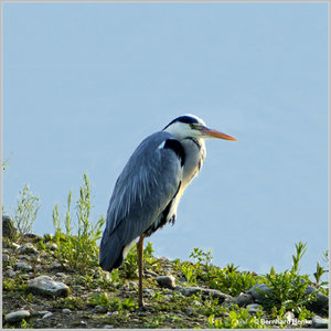 Graureiher_4756.jpg Graureiher_4756.jpg