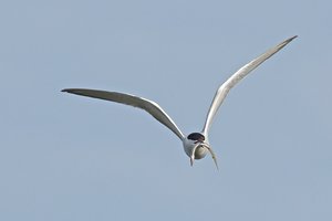 20140521_929sehlendorf_Fluß-Seeschwalbe03 (Sterna hirundo).JPG 20140521_929sehlendorf_Fluß-Seeschwalbe03 (Sterna hirundo).JPG