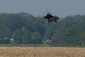 20140521_1007sehlendorf_Seeadler01 (Haliaeetus albicilla) White-tailed eagle.JPG