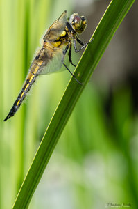 D7K_3895.jpg D7K_3895.jpg