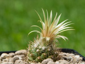 comp_DSC_0821.jpg comp_DSC_0821.jpg