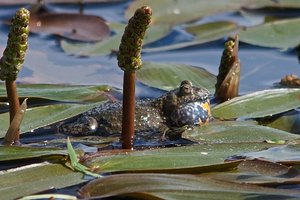 20140524_203winderatt_Rotbauchunke01 (Bombina bombina).JPG