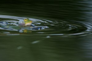 20140524_63winderatt_Teichfrosch01 (Rana esculenta).JPG