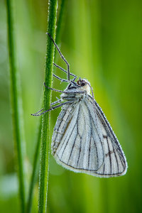 Flatterschorsch HK.jpg