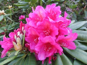 Schwanenküken 005.JPG