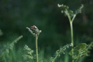 Forum DSC03075  Nex 5r + AutoRevTom 1,4 55m.jpg