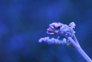 Forum DSC03075  Nex 5r + AutoRevTom 1,4 55m monsters psf.jpg