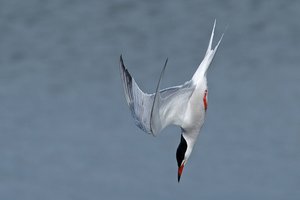 20140521_1088sehlendorf_Fluß-Seeschwalbe04 (Sterna hirundo).JPG