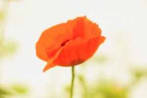 Forum DSC03163 psf.jpg