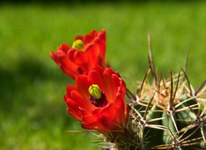 Echinocereus matudae.jpg Echinocereus matudae.jpg